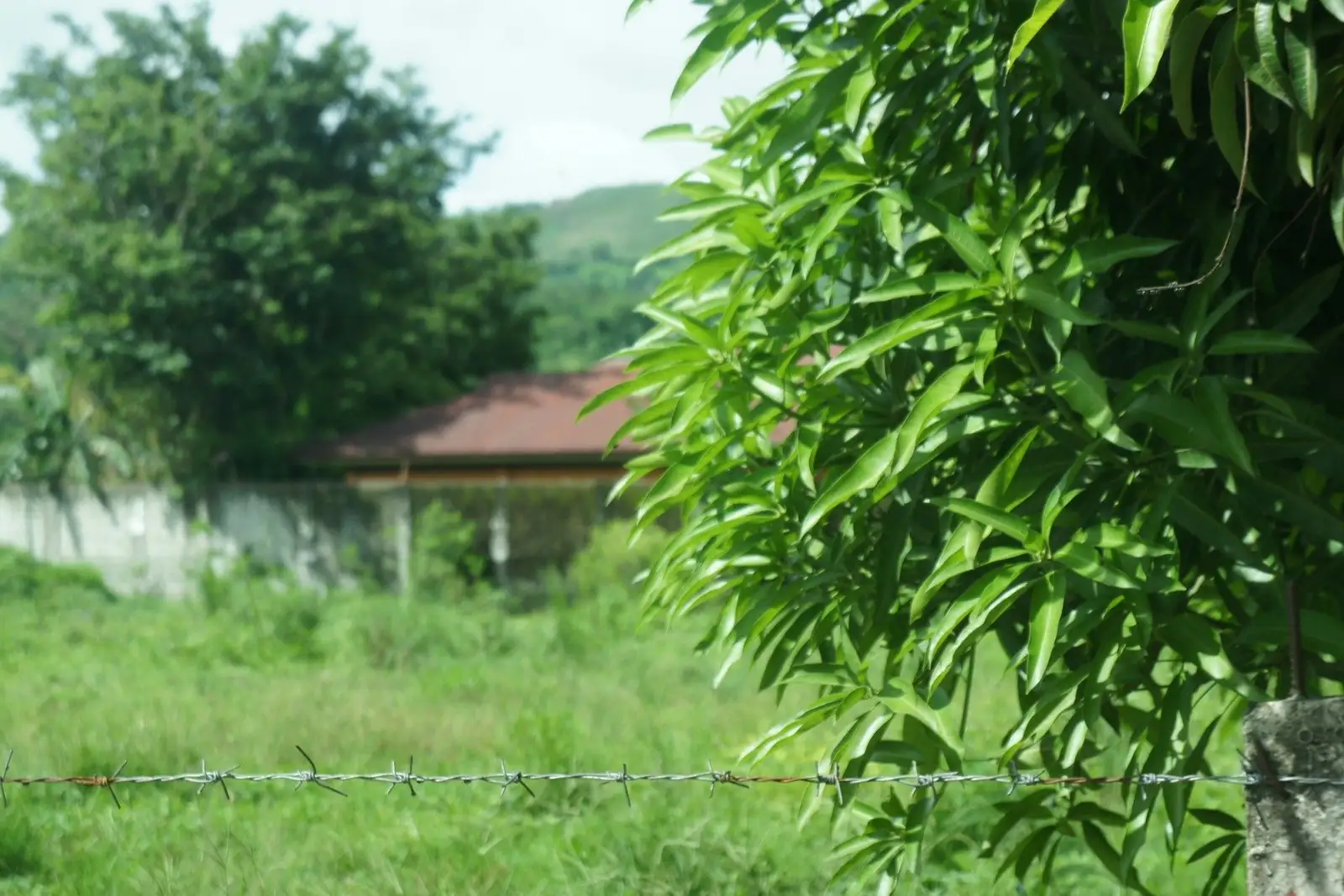 Overgrown grassy lot behind a wire fence, with a roof beyond