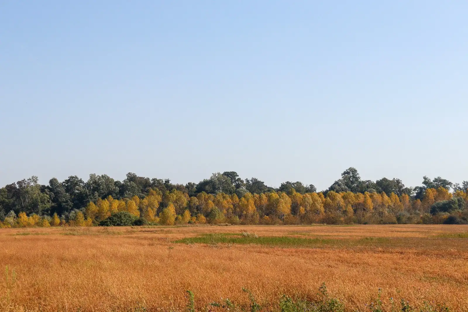 Open lot of golden grass with trees at the back